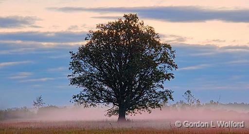 Lone Tree_19244-6.jpg - Photographed at sunrise near Smiths Falls, Ontario, Canada.